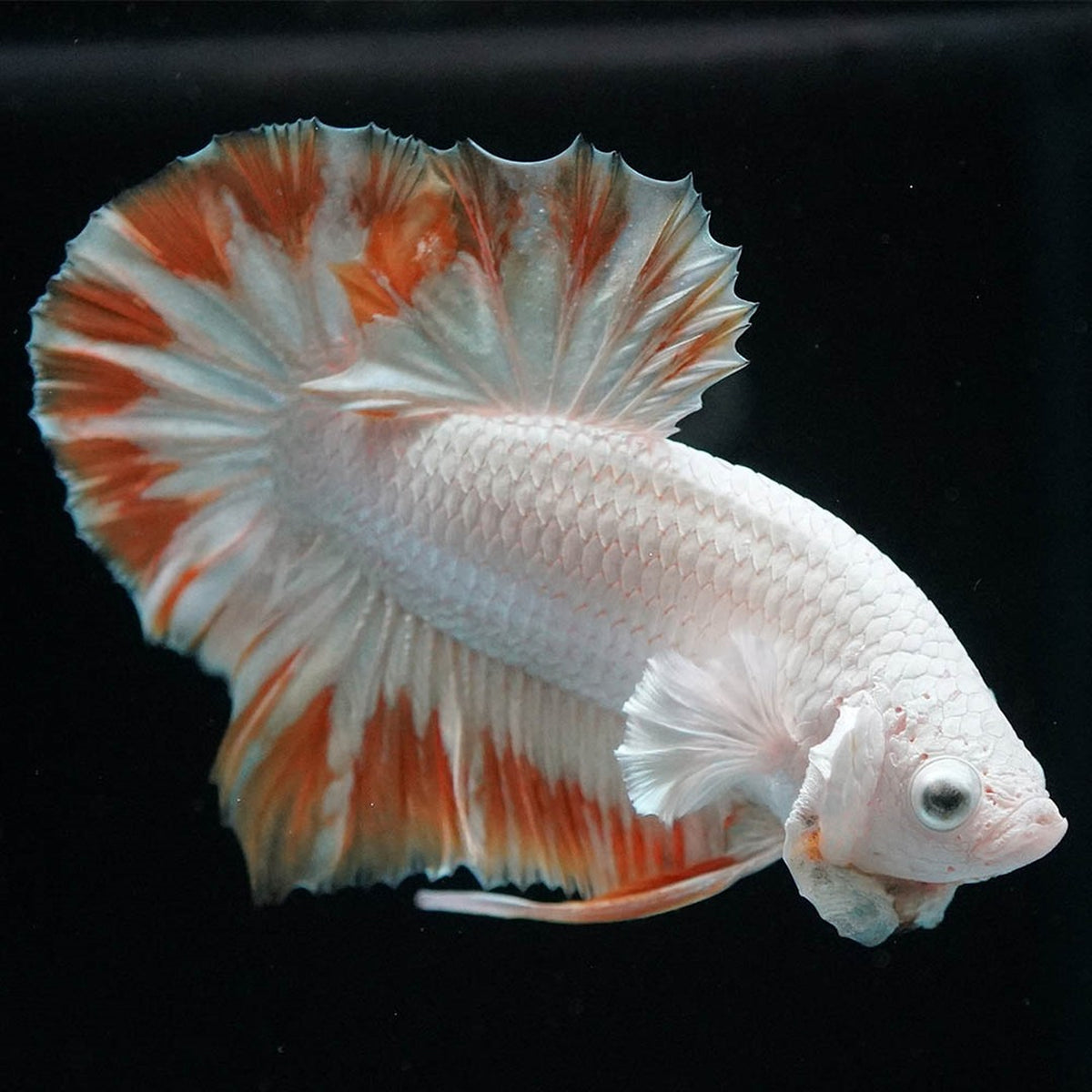 Yellow Snow Dragon Plakat Male Betta Fish
