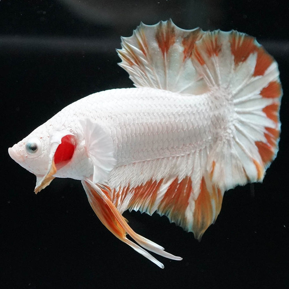 Yellow Snow Dragon Plakat Male Betta Fish