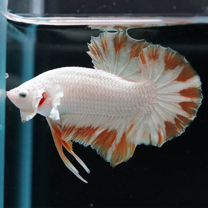 Yellow Snow Dragon Plakat Male Betta Fish
