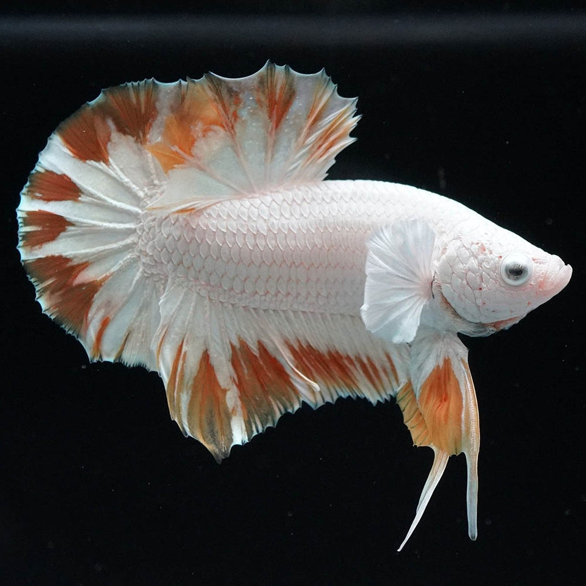 Yellow Snow Dragon Plakat Male Betta Fish