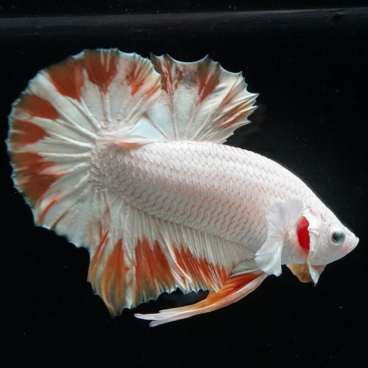 Yellow Snow Dragon Plakat Male Betta Fish