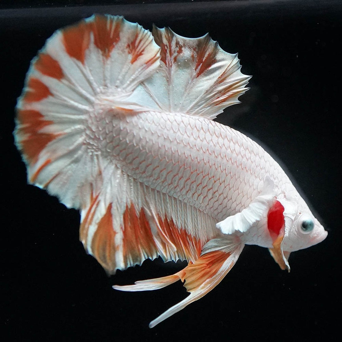 Yellow Snow Dragon Plakat Male Betta Fish