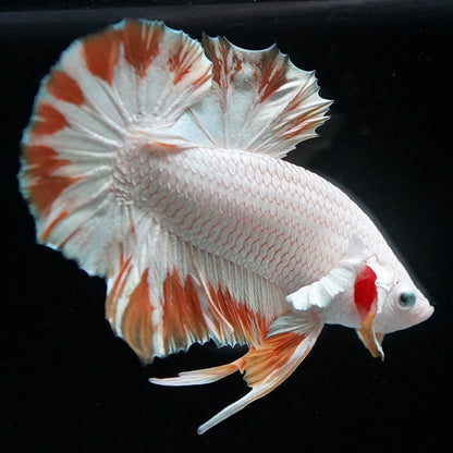 Yellow Snow Dragon Plakat Male Betta Fish