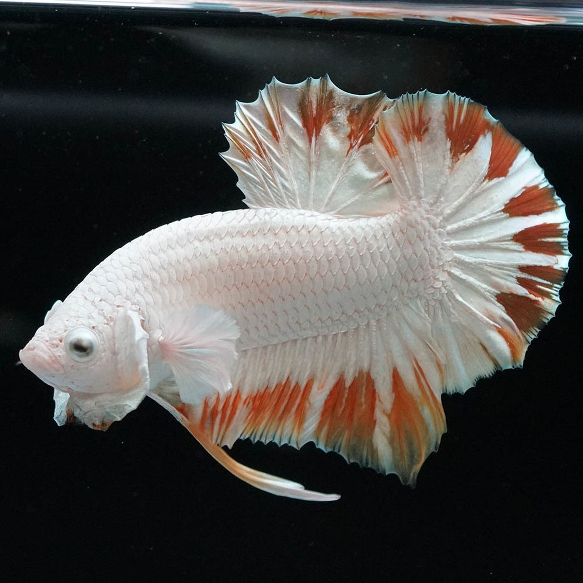 Yellow Snow Dragon Plakat Male Betta Fish