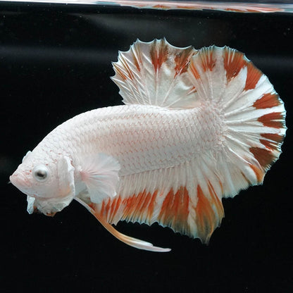 Yellow Snow Dragon Plakat Male Betta Fish