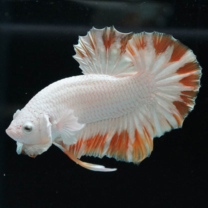 Yellow Snow Dragon Plakat Male Betta Fish