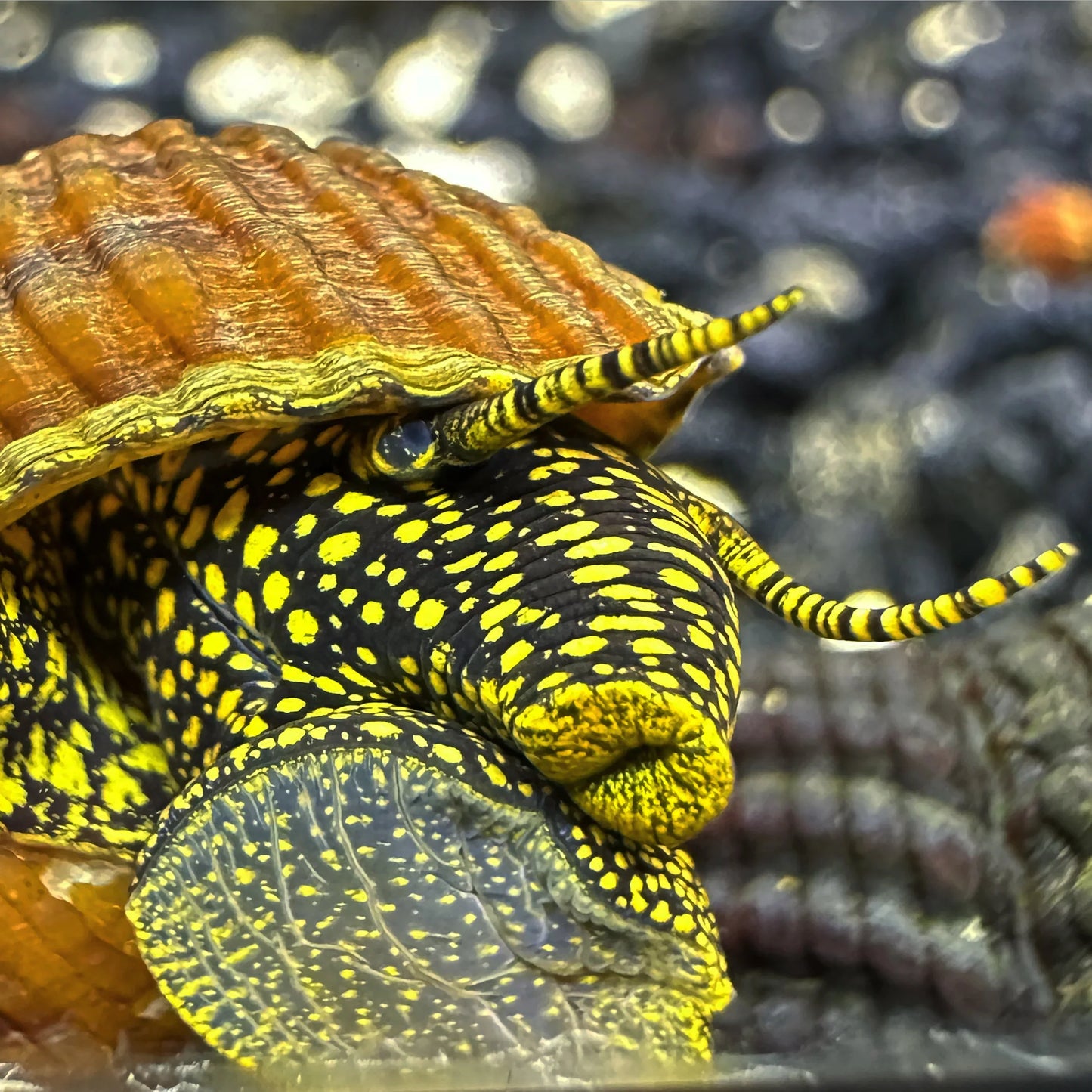 Yellow Spotted Rabbit Snail