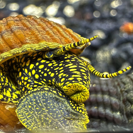 Yellow Spotted Rabbit Snail