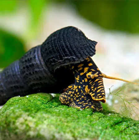 Yellow Spotted Rabbit Snail