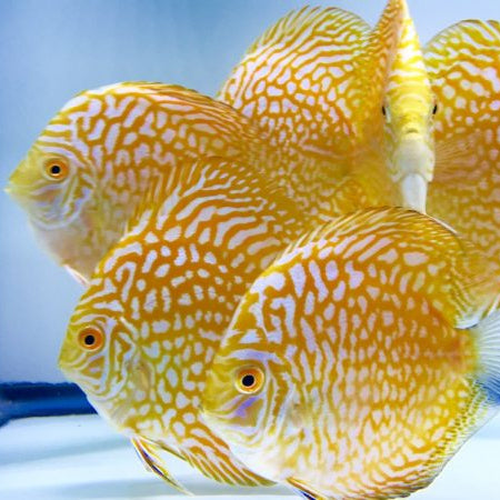 Yellow Pigeon Checkerboard Discus Fish – Tropicflow