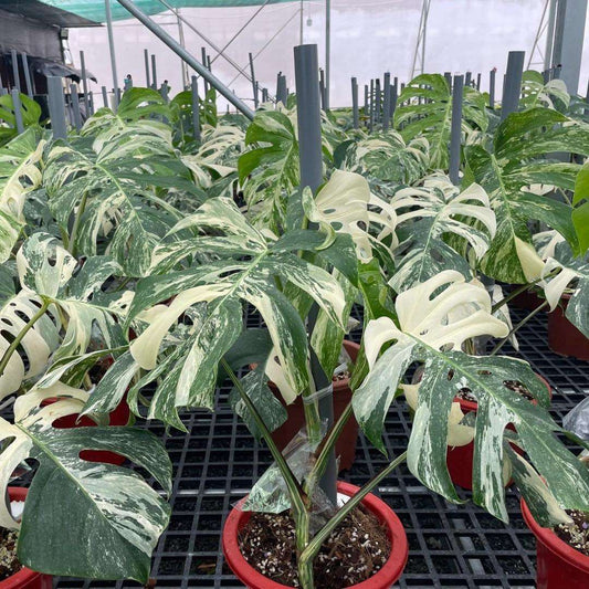 Variegated Monstera Albo Mature Plant ( 3 -4 Leaves)