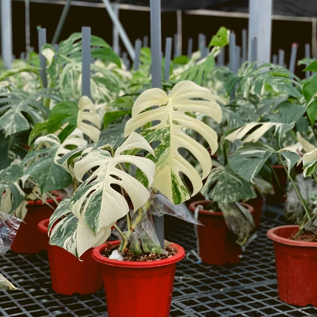 Variegated Monstera Albo Mature Plant ( 3 -4 Leaves)