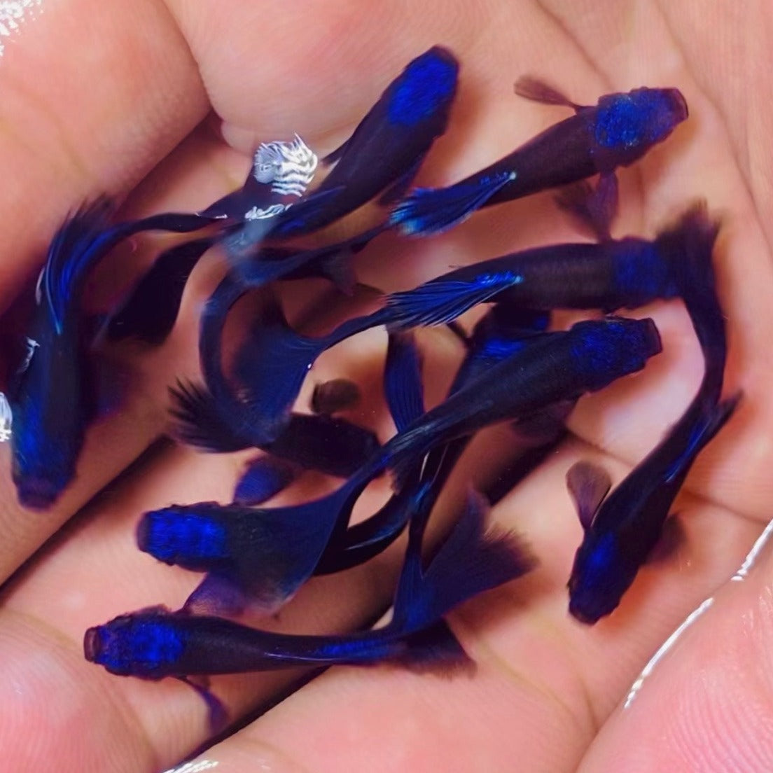 Blue Tanzanite Guppy Fish