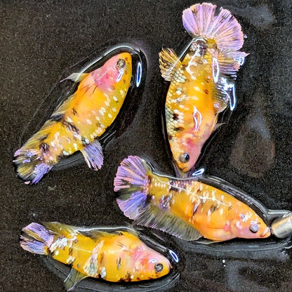3 Live Female Koi Galaxy Betta Fish – HMPK, Perfect For Sorority Or Breeding