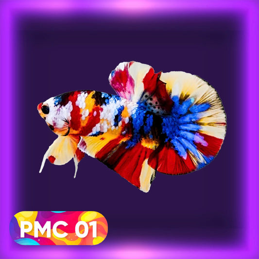 Multicolor Plakat Male Betta Fish |Show Grade|  You Pick Fish