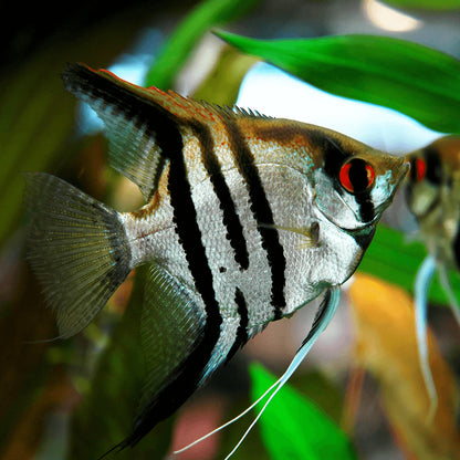 White Zebra Angelfish | Tropicflow