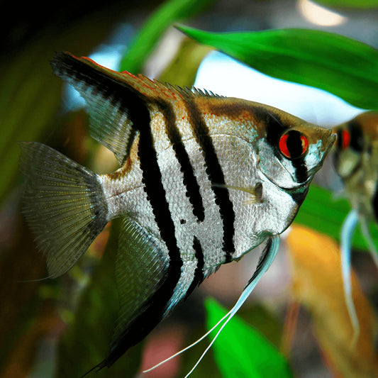 White Zebra Angelfish | Tropicflow