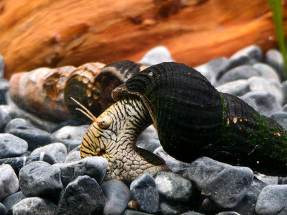 Zebra Rabbit Snail