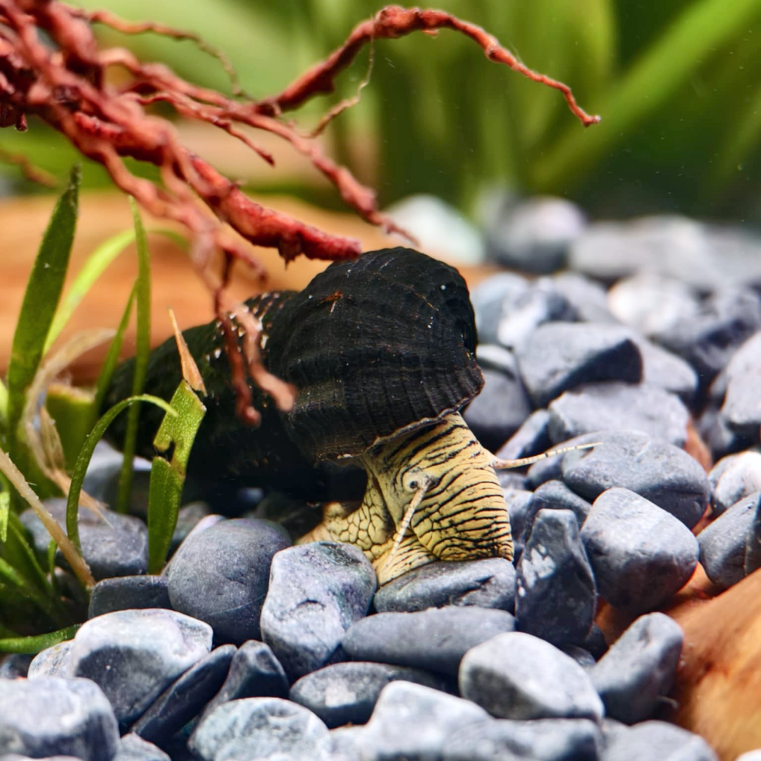 Zebra Rabbit Snail