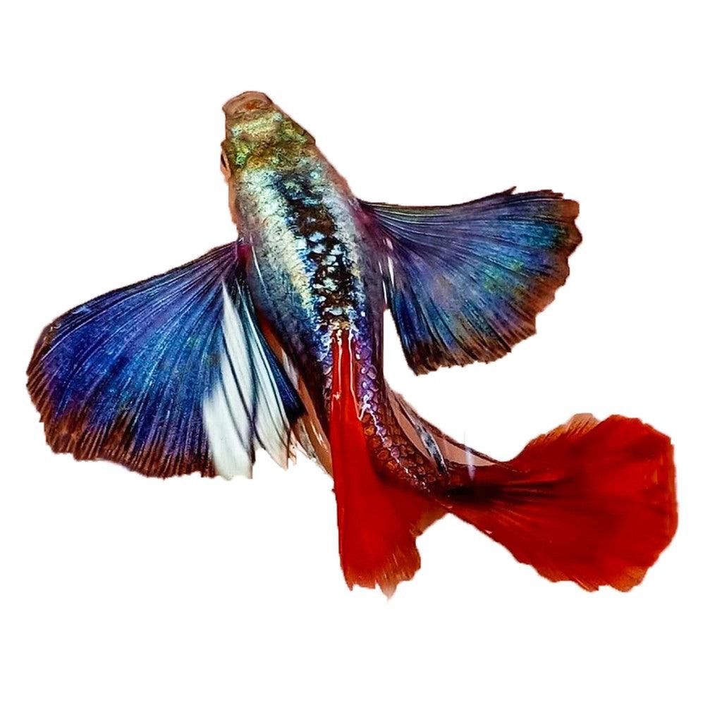 Dumbo Red Tail Guppy