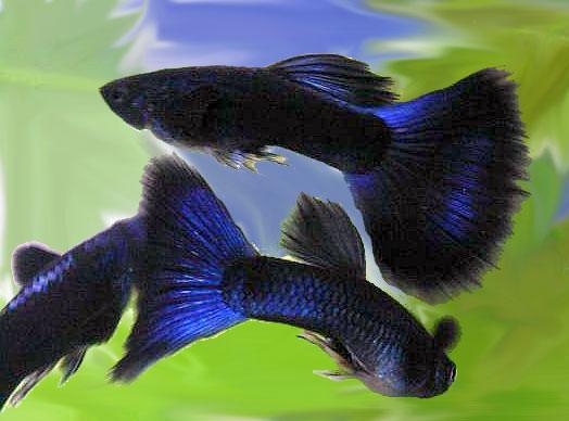 Blue Moscow Guppy Fish 