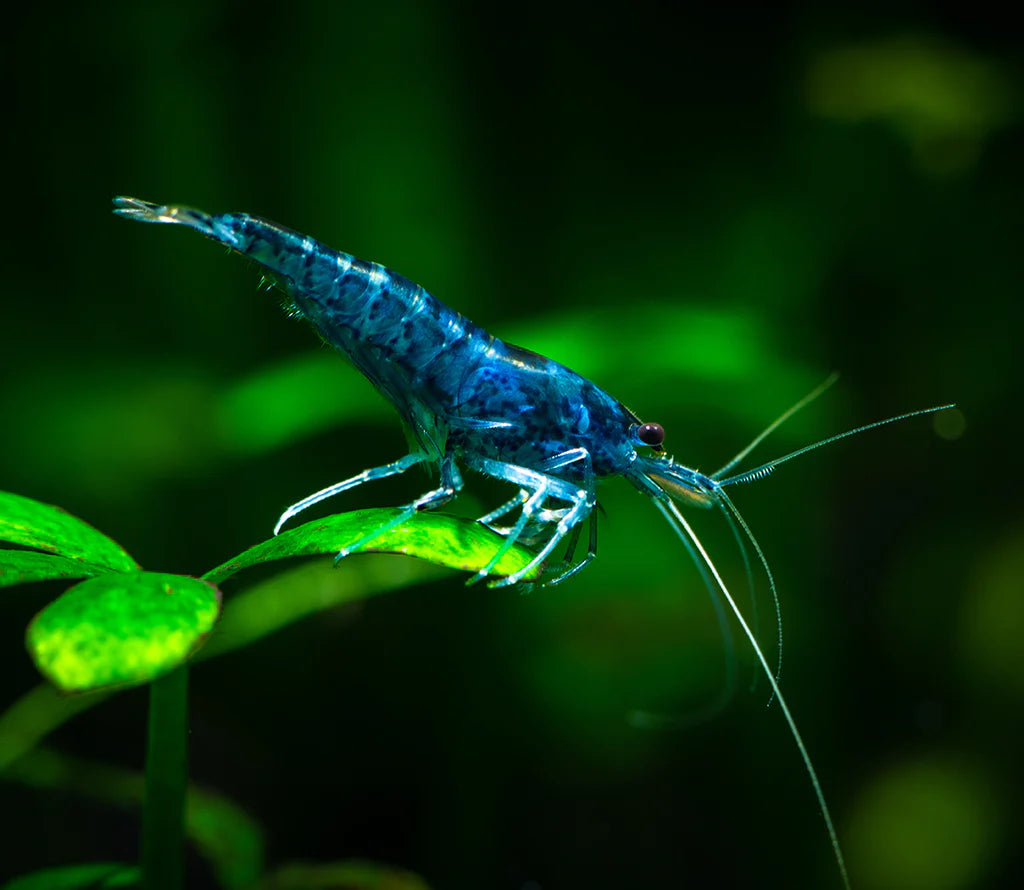 Blue Dream Neocaridina | Blue Dream Shrimp | Tropicflow