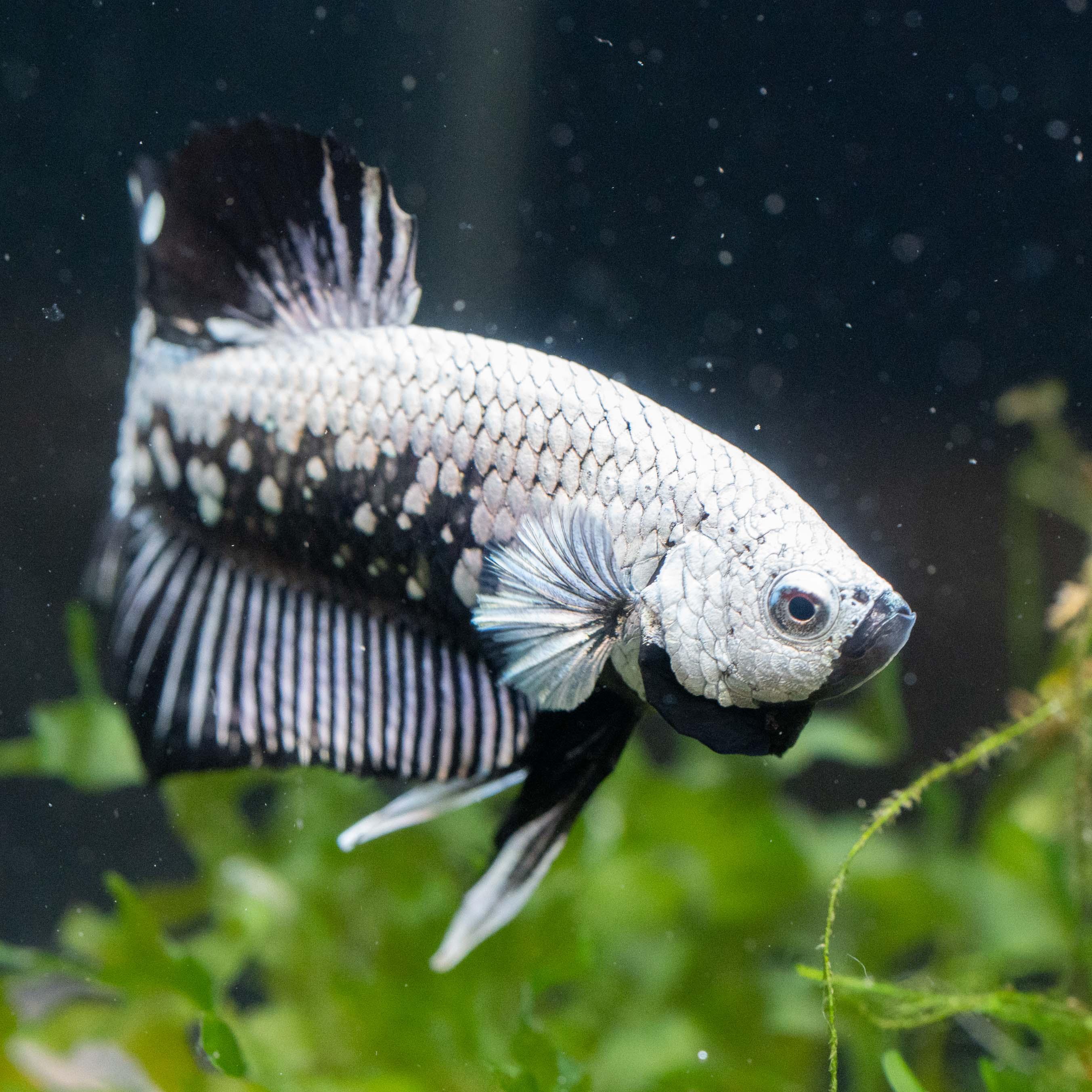 Black samurai best sale betta for sale