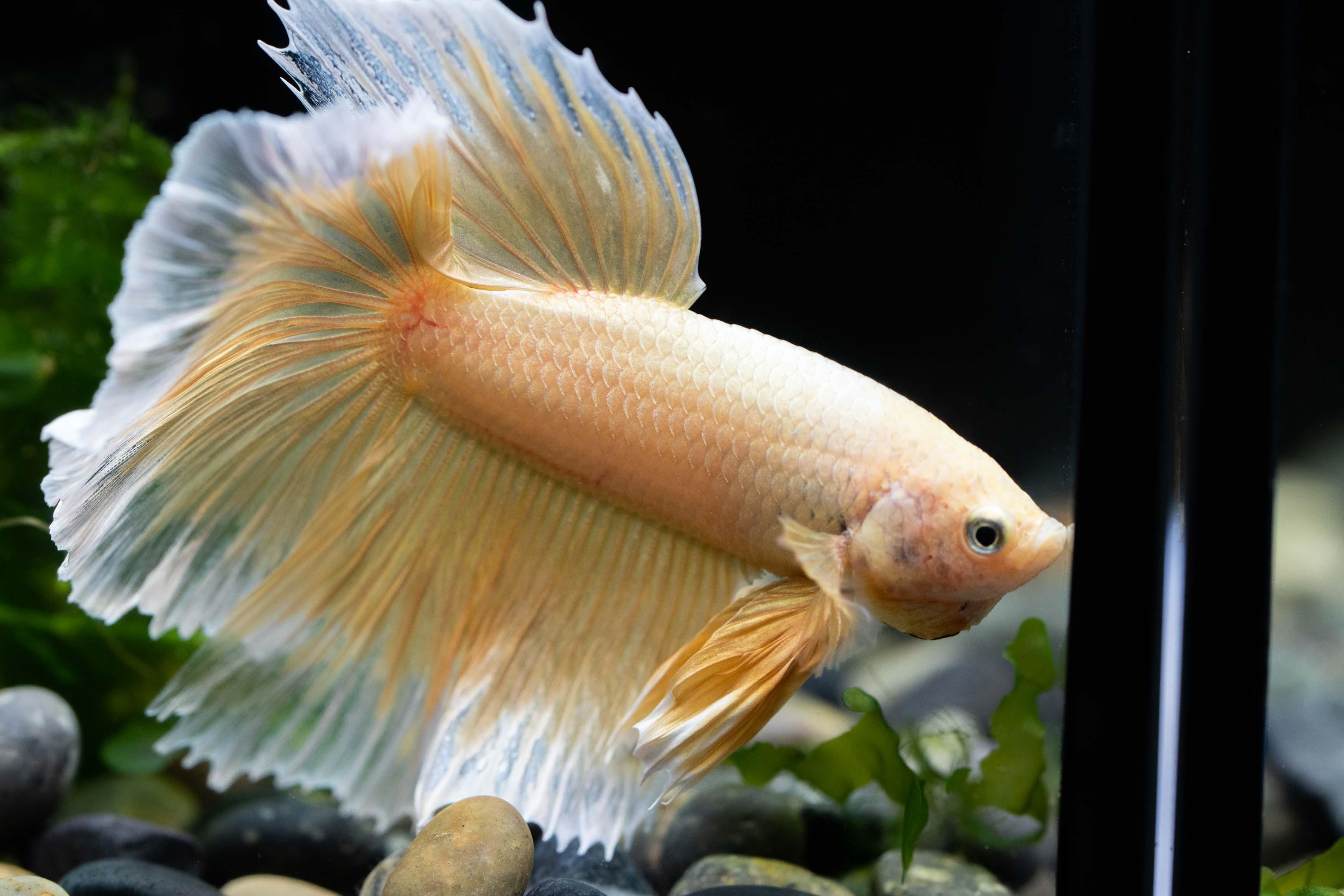 Tropicflow Super Gold Halfmoon Male Betta Fish