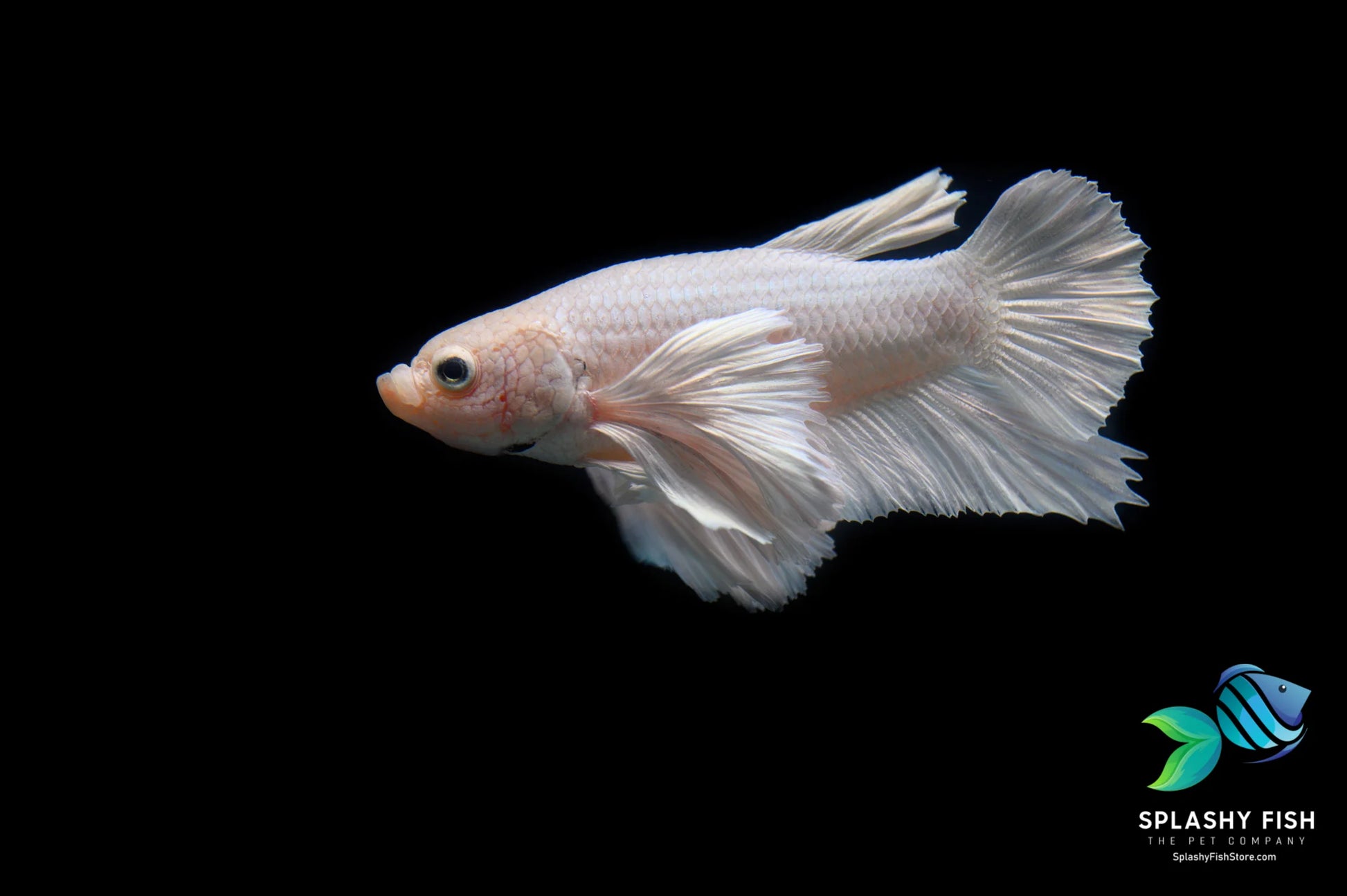 Shop Super White Dumbo Ear Plakat Male Betta Fish