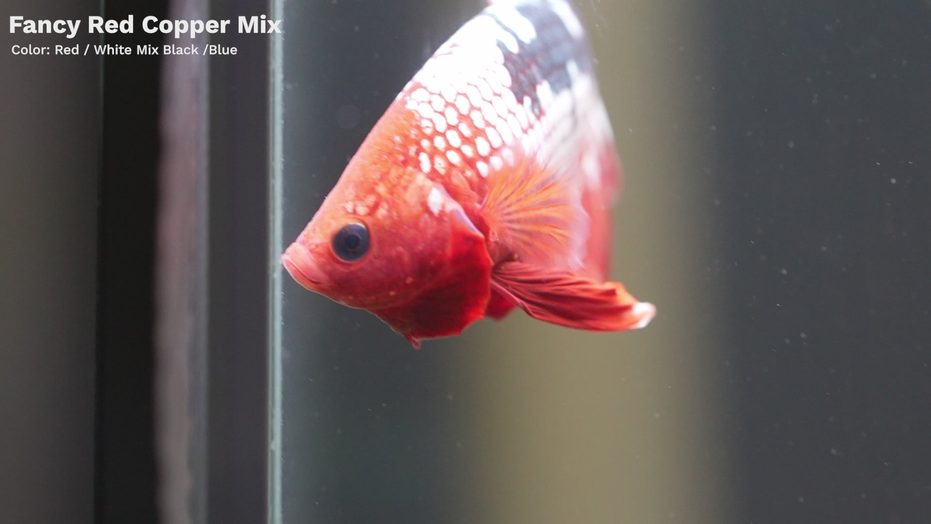 Fancy Copper Red Plakat, Male Betta Fish