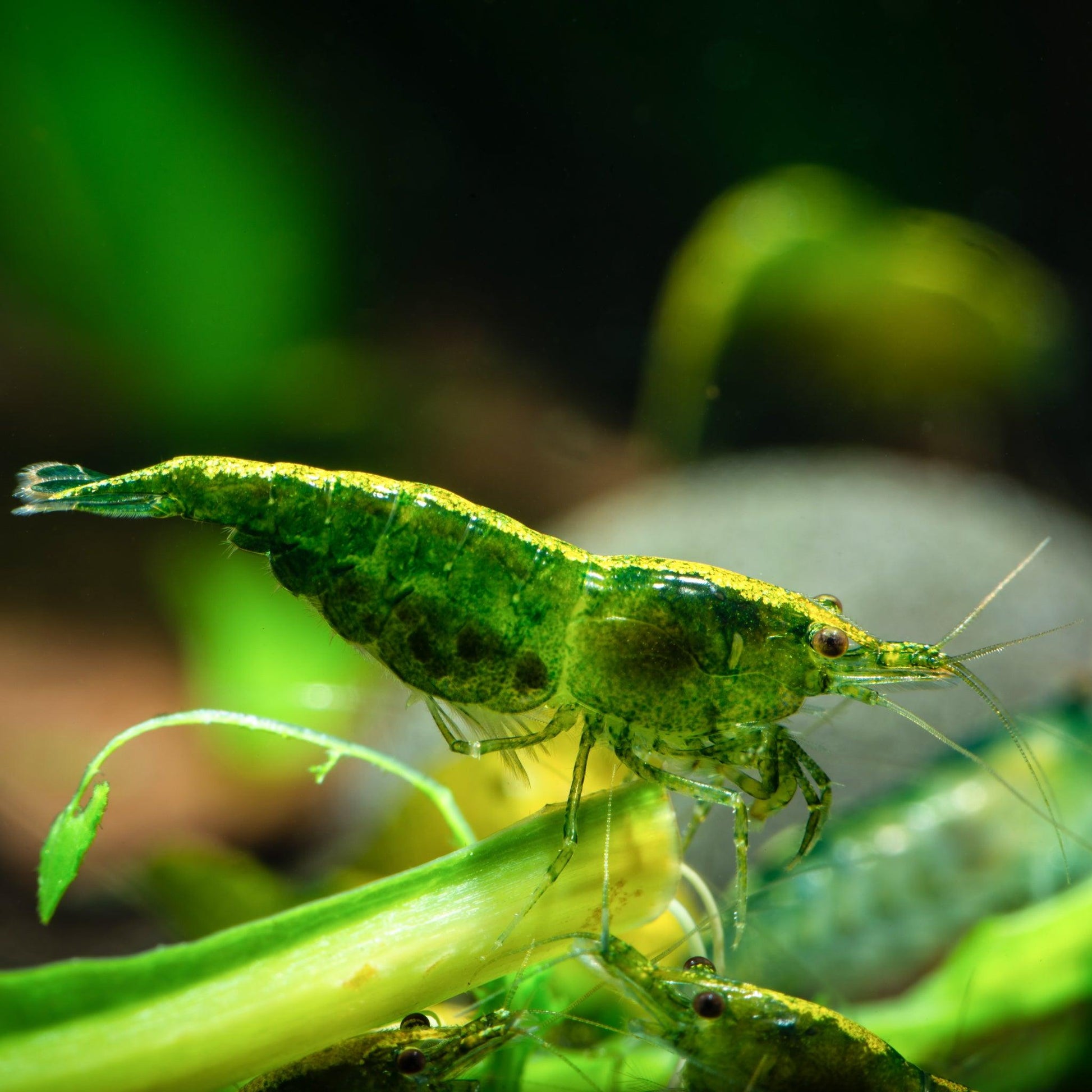 Green Jade Neocaridina Shrimp