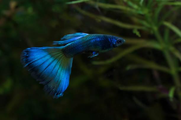 Blue Moscow Guppy Fish 