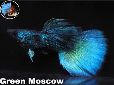 Tropicflow | Green Moscow Guppy for Sale