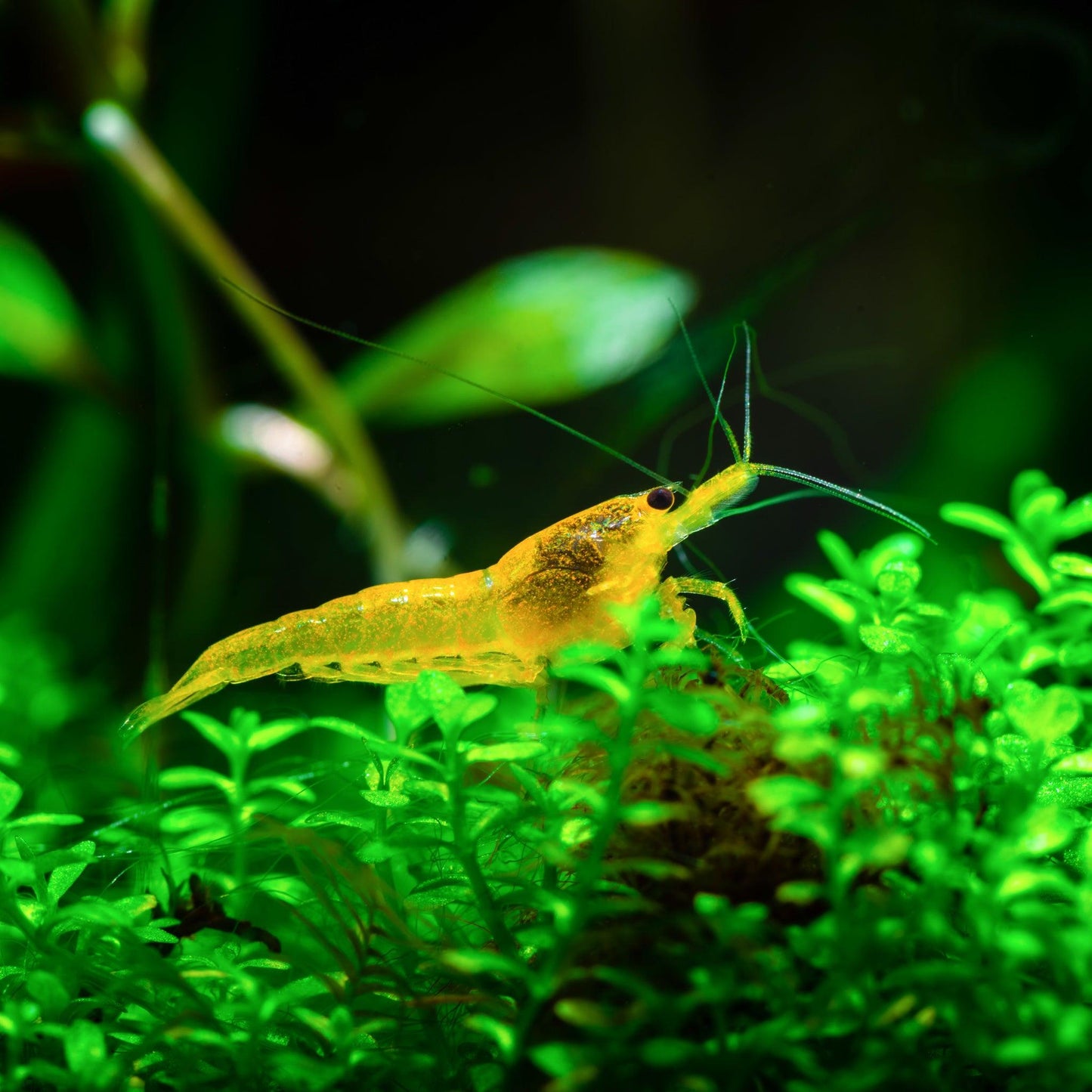 Tropicflow | Yellow Goldenback Shrimp