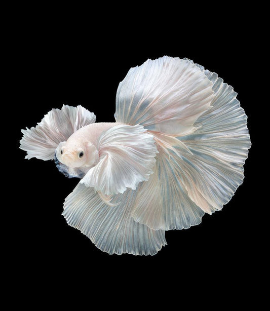 Tropicflow | Super White Dumbo Ear Halfmoon Male Betta For Sale