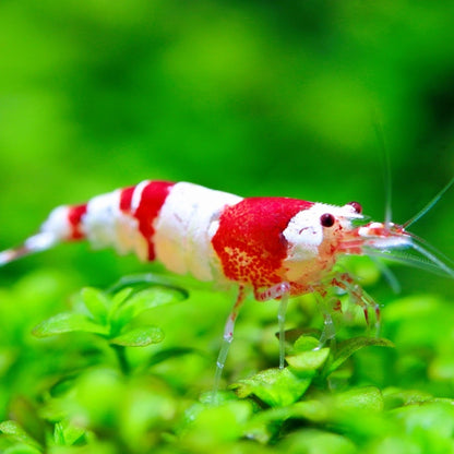 Crystal Red Caridina Shrimp for Sale