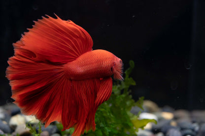 Super Red Halfmoon Male Betta Fish