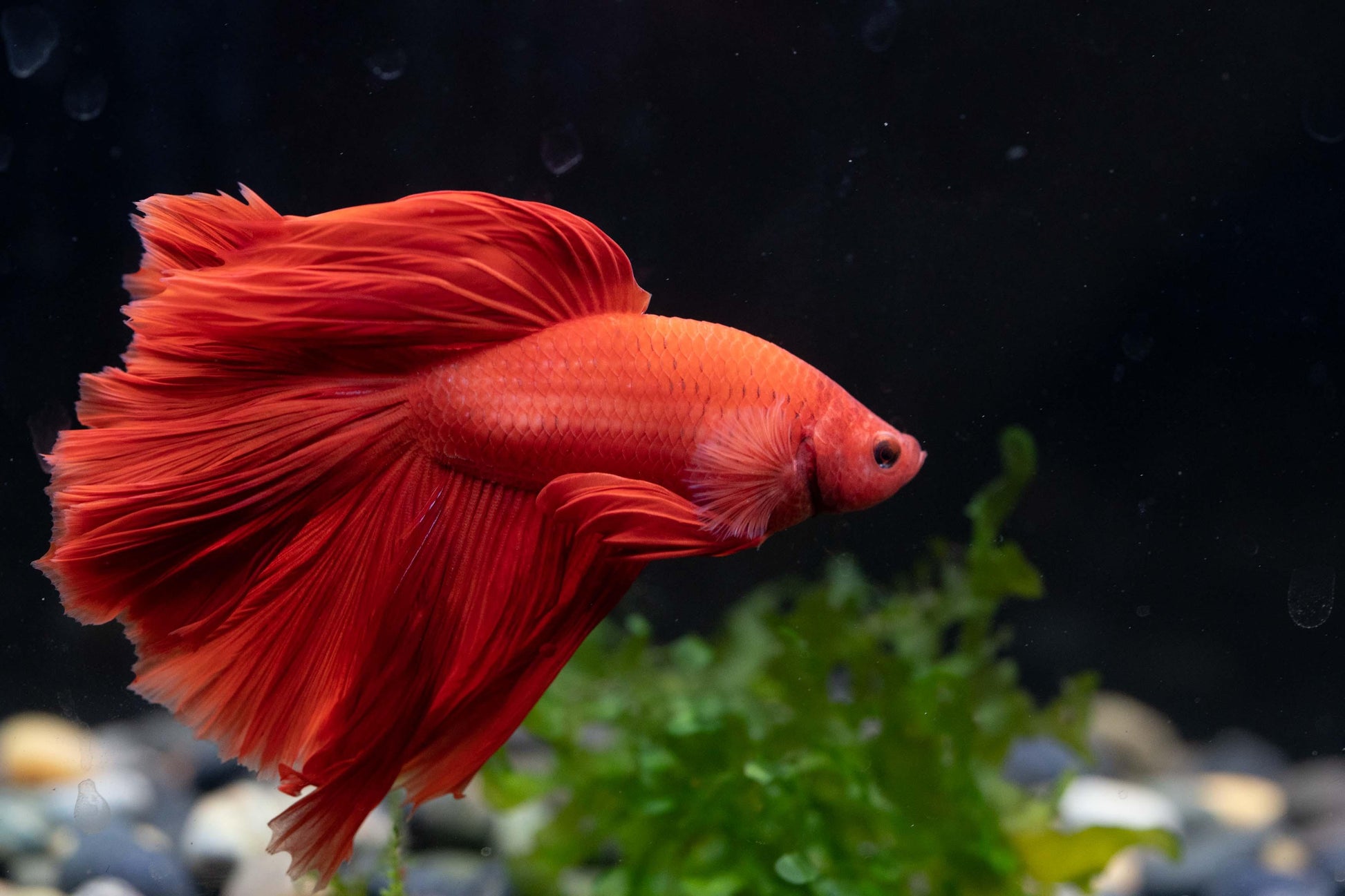 Super Red Halfmoon Male Betta Fish