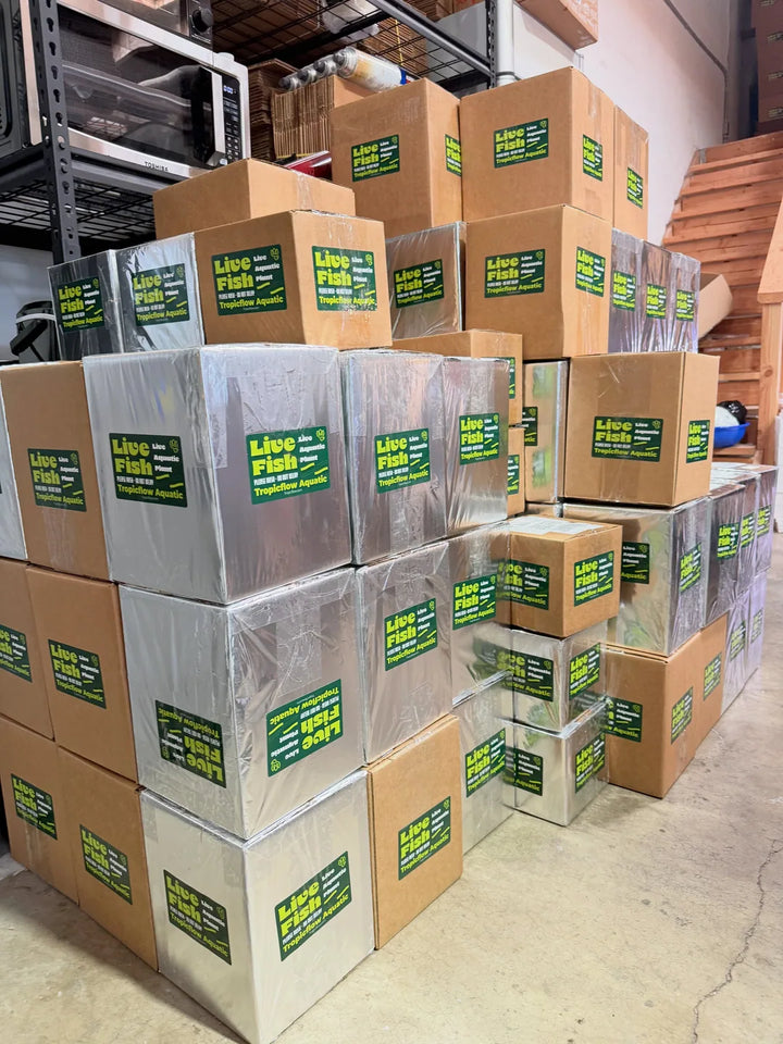 Brown Tropicflow cartons stacked above and beside reflective foil-wrapped boxes with green Live Fish labels.
