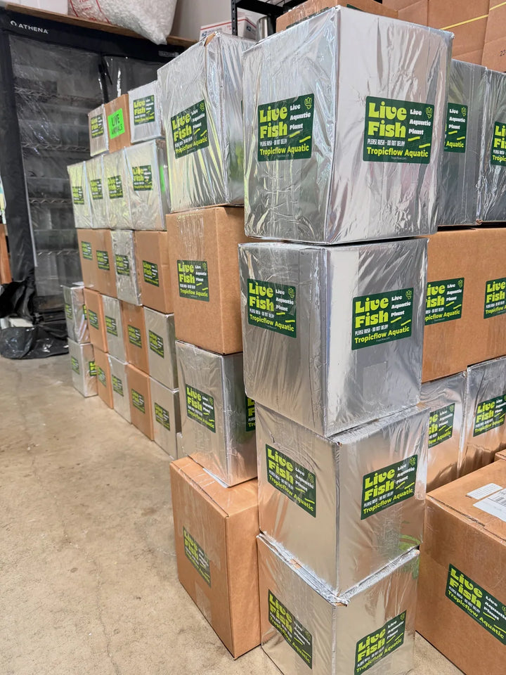 Close-up of stacked reflective foil-wrapped Tropicflow boxes with green Live Fish labels and brown cartons behind them.